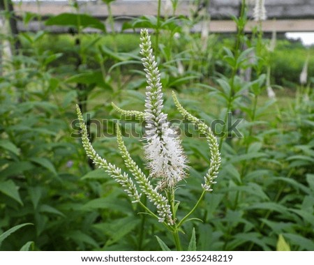 Veronicastrum virginicum (Culver's Root) Native North American Prairie Wildflower