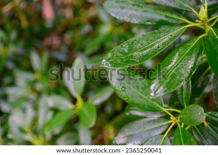 close up of wet plants in the park during rain. Flowers and leaves during the rain. Raindrop on a leaf. Water drop on a branch with flowers. Raindrops on a rhododendron leaf. closeup on the leaf.