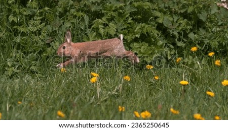 European Rabbit or Wild Rabbit, oryctolagus cuniculus, Adult running through Flowers, Normandy Royalty-Free Stock Photo #2365250645