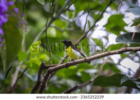Hummingbirds in the home garden