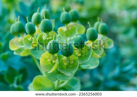 Euphorbia sp. Green fruits of Euphorbia garden in the botanical garden, Odessa Royalty-Free Stock Photo #2365256003