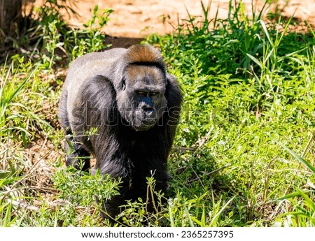 Gorillas living in natural habitat 