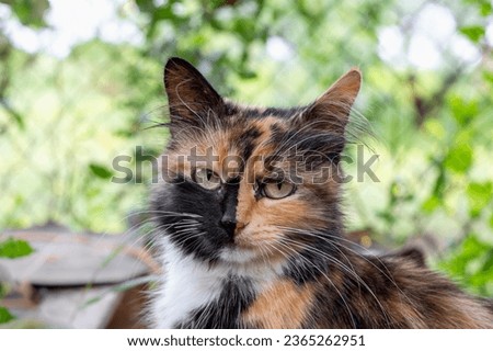 portrait of a tricolor cat with a stripe on its nose. Royalty-Free Stock Photo #2365262951
