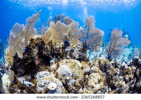 Bleached coral reef in Cayman Brac. Shallow dive with a lot of sea fans. Depth 30-50 feet. Royalty-Free Stock Photo #2365268857