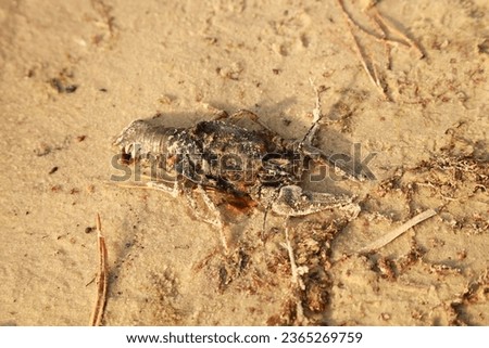 dead crayfish on the sand