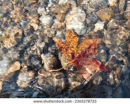 plane leaf, faded plane leaf in the waves, plane leaf background, close-up leaf background in clear water Royalty-Free Stock Photo #2365278723