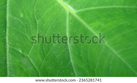 Textures Background Of Green Taro Leaves