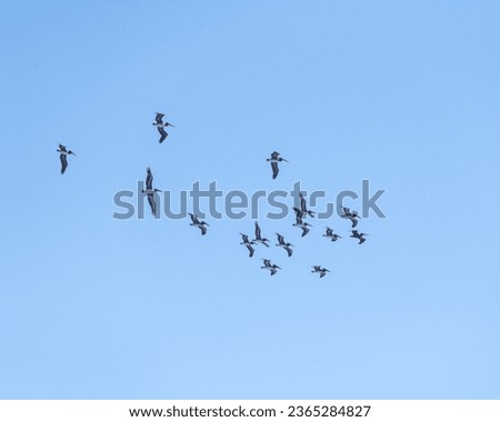 Lompoc, CA, USA – September 19, 2023: A flock of Brown Pelicans (Pelecanus occidentalis) flies along the coastline at Jalama Beach County Park in Lompoc, CA.