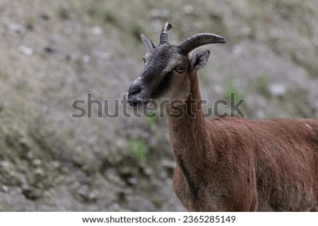 Sheep. A young mountain ram and sheep graze in a clearing near a forest, photo taken in a nature reserve in Germany. Bighorn Sheep