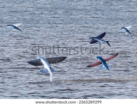 A magnificent flock of sea flying fish jumping out of the water soar in the air Royalty-Free Stock Photo #2365289299