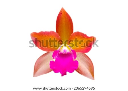 Close-up of single cattleya orchid flower isolated on white background