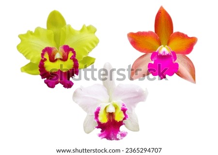 Close-up of three types and colour of cattleya orchid flower isolated on white background