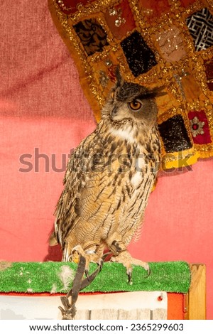 Eagle owl on a stand with colorful and bright patterned background.