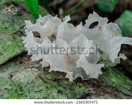 Fungi or fungi are organisms that belong to the kingdom Fungi and do not have chlorophyll so they are heterotrophs.  Fungi are both unicellular and multicellular. Their bodies consist of threads calle Royalty-Free Stock Photo #2365301471