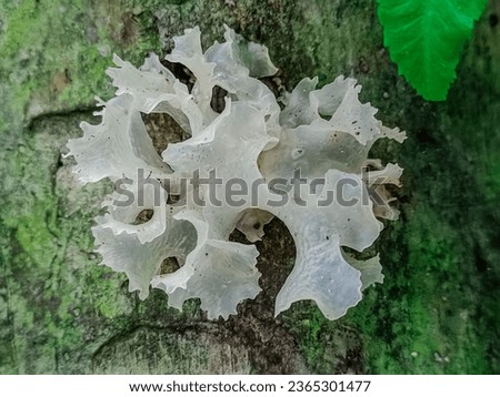 Fungi or fungi are organisms that belong to the kingdom Fungi and do not have chlorophyll so they are heterotrophs.  Fungi are both unicellular and multicellular. Their bodies consist of threads calle Royalty-Free Stock Photo #2365301477