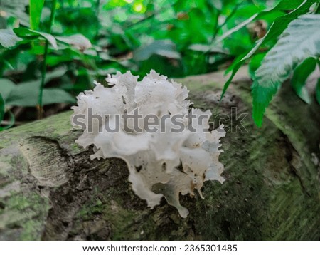 Fungi or fungi are organisms that belong to the kingdom Fungi and do not have chlorophyll so they are heterotrophs.  Fungi are both unicellular and multicellular. Their bodies consist of threads calle Royalty-Free Stock Photo #2365301485