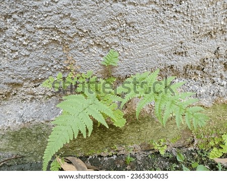 green polypodiophyta plant in the wall Royalty-Free Stock Photo #2365304035