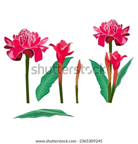 Set of Torch ginger flowers isolated on a white background. vector illustration.