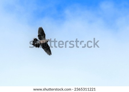 Oriental turtle dove (Kijibato) is flying gracefully in the blue sky background