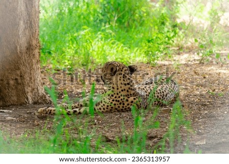 Wild animal cheetah colse up shot