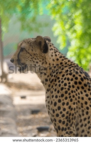 Wild animal cheetah colse up shot
