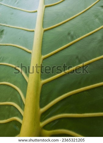 giant alocasia leaves rear view