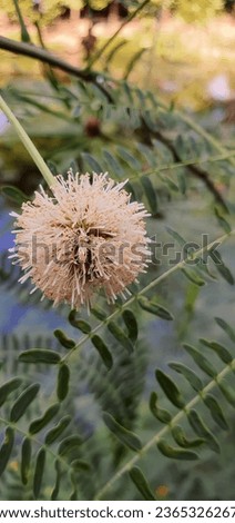 a photography of a flower with a long stem and a flower head, globe artichoken of a flower with a green stem and leaves.