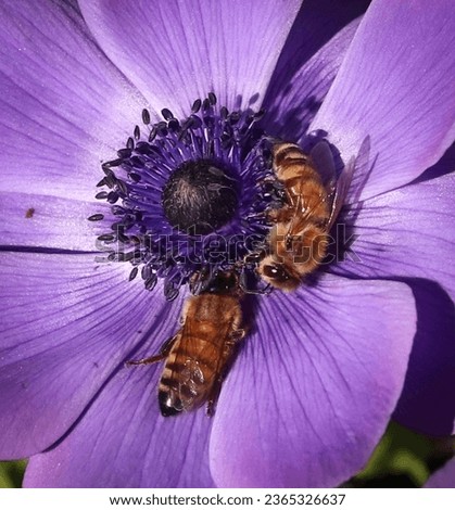 Two bees gathering pollen from a purple anenome flower Royalty-Free Stock Photo #2365326637