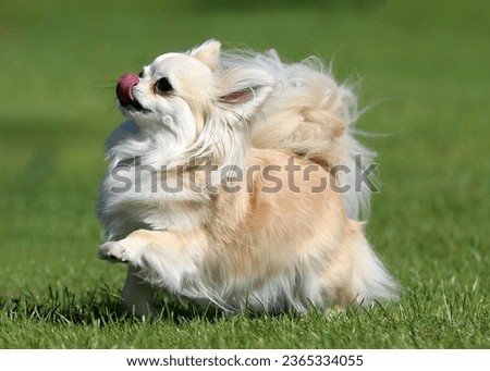 Cute and fluffy little long haired Chihuahua playing on grass