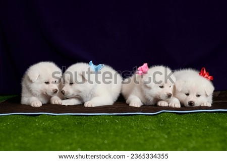 Akita Inu cute puppies studio photo