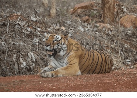 Picture Of A Tiger Taking Rest In Peace
