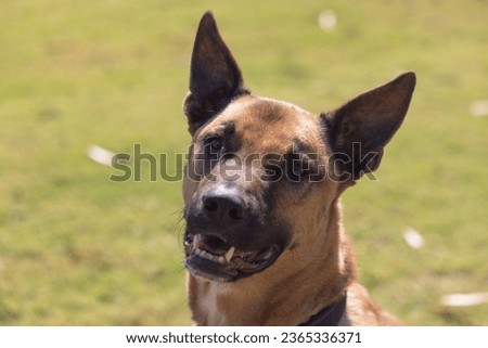 Portrait of a Belgian Malinois sheepdog Royalty-Free Stock Photo #2365336371
