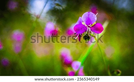 flower of, herbal plant, Murdannia, purple-white, background, green, blur, close-up photography