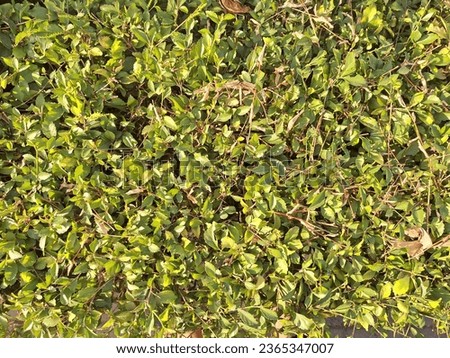 Green leaves exposed to sunlight make the color slightly yellowish and are suitable for use as a background