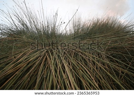 Forest and land fires with an ecosystem of wild grass and other swamp plants, Banjarbaru, South Kalimantan, Indonesia, Sunday 18 June 2023 Royalty-Free Stock Photo #2365365953