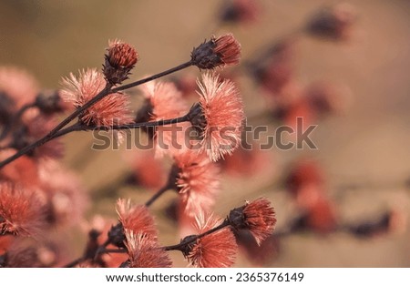 Close up view of dry wildflowers in autumn time.