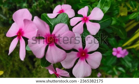 Madagascar periwinkle, Vinca,Old maid, Cayenne jasmine, Rose periwinkle, beautiful pink flower background. Five-pointed flower Royalty-Free Stock Photo #2365382175