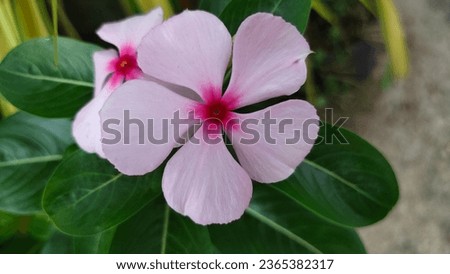 Madagascar periwinkle, Vinca,Old maid, Cayenne jasmine, Rose periwinkle, beautiful pink flower background. Five-pointed flower Royalty-Free Stock Photo #2365382317