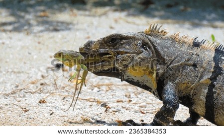 depredation  similis iguana iguana green Royalty-Free Stock Photo #2365384353