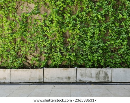 The walkway along the building is covered with green ivy.