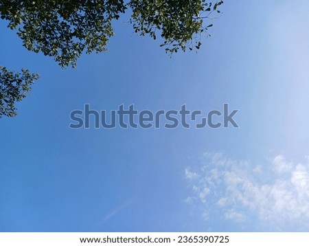 spring leaves background with sunlight and blue sky for copy space Royalty-Free Stock Photo #2365390725