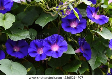 beautiful blue morning glory flowers. Ipomoea indica is a species of flowering plant in the family Convolvulaceae, known by several common names, including Blue morning glory, Oceanblue morning glory Royalty-Free Stock Photo #2365394707