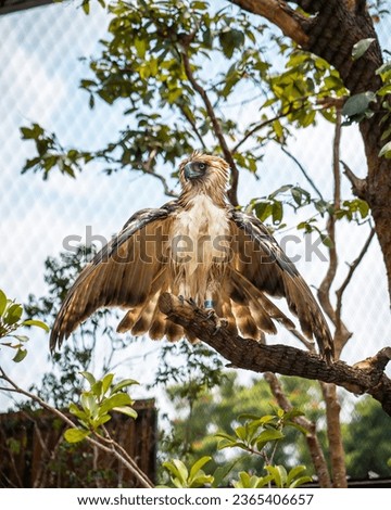 Philippine Eagle at Bird Paradise, Singapore