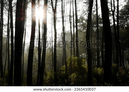 dense pine forest with sunlight penetrating through the trees and the details of the bark of the pine trees are clearly visible