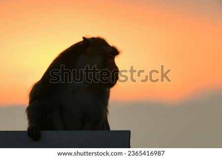 A young monkey sits and receives the golden morning light of the sunrise.