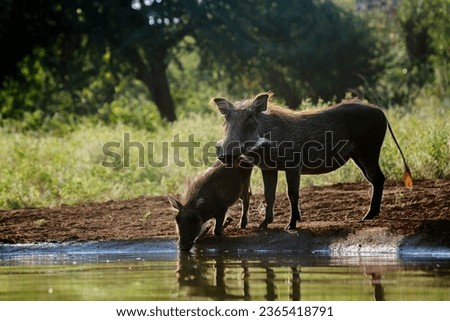 Common warthog female and cub at waterhole in Kruger National park, South Africa ; Specie Phacochoerus africanus family of Suidae Royalty-Free Stock Photo #2365418791