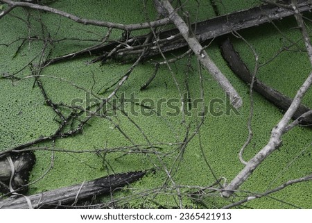 Duckweeds  are seen in a pond in Nakhon Sawan province . Royalty-Free Stock Photo #2365421913