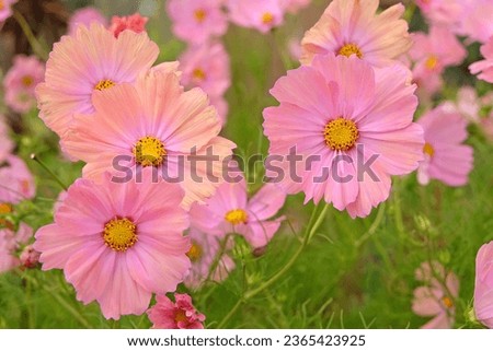 Coral pink Cosmos bipinnatus 'Apricotta' in flower. Royalty-Free Stock Photo #2365423925