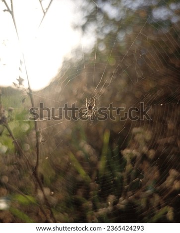 Spider web and natural picture
