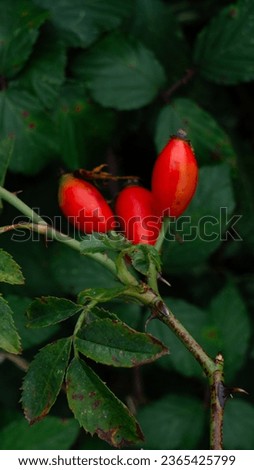 An exquisite macro photograph featuring ripe rose hips against a green leafy background. These natural treasures are rich in vitamins and are essential elements of herbal and medicinal remedies.